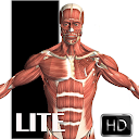 Visual Anatomy Free
